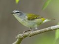 Tennessee Warbler - 1268 The Trace, Dover US-TN 36.53566, -87.91970, Stewart, Tennessee, 4/27/2025