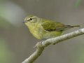Tennessee Warbler - 1268 The Trace, Dover US-TN 36.53566, -87.91970, Stewart, Tennessee, 4/27/2025