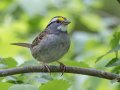 White-throated Sparrow - 1268 The Trace, Dover US-TN 36.53566, -87.91970, Stewart, Tennessee, 4/27/2025