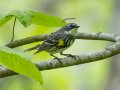 Yellow-rumped Warbler - 1268 The Trace, Dover US-TN 36.53566, -87.91970, Stewart, Tennessee, 4/27/2025