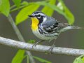 Yellow-throated Warbler - 1268 The Trace, Dover US-TN 36.53566, -87.91970, Stewart, Tennessee, 4/27/2025