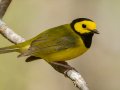 Hooded Warbler, Gatling Point Rec Area (36.5575,-87.9038), Stewart, Tennessee, 4/10/3035
