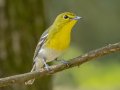 Yellow-throated Vireo - Barkley WMA, Stewart, Tennessee, 4/19/2025