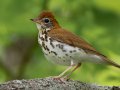 Wood Thrush - 1268 The Trace, Dover US-TN 36.55396, -87.90181, Stewart, Tennessee, 4/27/2025