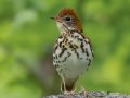 Wood Thrush - 1268 The Trace, Dover US-TN 36.55396, -87.90181, Stewart, Tennessee, 4/27/2025