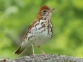Wood Thrush - 1268 The Trace, Dover US-TN 36.55396, -87.90181, Stewart, Tennessee, 4/27/2025