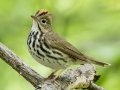 Ovenbird - 1268 The Trace, Dover US-TN 36.55396, -87.90181, Stewart, Tennessee, 4/27/2025
