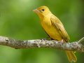 Summer Tanager - Barkley WMA, Stewart, Tennessee, 4/23/2025