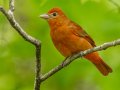 Summer Tanager - 1268 The Trace, Dover US-TN 36.55396, -87.90181, Stewart, Tennessee, 4/25/2025