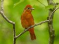 Summer Tanager - 1268 The Trace, Dover US-TN 36.55396, -87.90181, Stewart, Tennessee, 4/25/2025