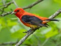 Scarlet Tanager - 1268 The Trace, Dover US-TN 36.55396, -87.90181, Stewart, Tennessee, 4/25/2025