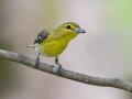 Yellow-throated Vireo - 1268 The Trace, Dover US-TN 36.55396, -87.90181, Stewart, Tennessee, 4/27/2025
