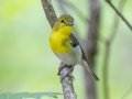 Yellow-throated Vireo - 1268 The Trace, Dover US-TN 36.55396, -87.90181, Stewart, Tennessee, 4/27/2025