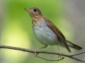 Veery - 1268 The Trace, Dover US-TN 36.55396, -87.90181, Stewart, Tennessee, 4/27/2025