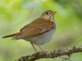 Veery - 1268 The Trace, Dover US-TN 36.55396, -87.90181, Stewart, Tennessee, 4/27/2025