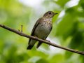 Gray-cheeked Thrush - 1268 The Trace, Dover US-TN 36.55396, -87.90181, Stewart, Tennessee, 4/27/2025