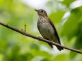 Gray-cheeked Thrush - 1268 The Trace, Dover US-TN 36.55396, -87.90181, Stewart, Tennessee, 4/27/2025