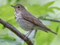 Swainson's Thrush - 1268 The Trace, Dover US-TN 36.55396, -87.90181, Stewart, Tennessee, 4/27/2025