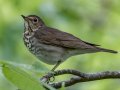 Swainson's Thrush - 1268 The Trace, Dover US-TN 36.55396, -87.90181, Stewart, Tennessee, 4/27/2025