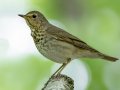 Swainson's Thrush - 1268 The Trace, Dover US-TN 36.55396, -87.90181, Stewart, Tennessee, 4/27/2025