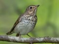Swainson's Thrush - 1268 The Trace, Dover US-TN 36.55396, -87.90181, Stewart, Tennessee, 4/27/2025