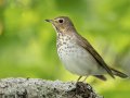 Swainson's Thrush - 1268 The Trace, Dover US-TN 36.55396, -87.90181, Stewart, Tennessee, 4/27/2025