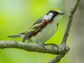 Chestnut-sided Warbler - Gatling Point Rec Area (36.5575,-87.9038), Stewart, Tennessee, 4/29/2025