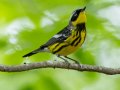 Magnolia Warbler - Gatling Point Rec Area (36.5575,-87.9038), Stewart, Tennessee, 4/29/2025