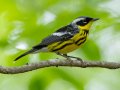 Magnolia Warbler - Gatling Point Rec Area (36.5575,-87.9038), Stewart, Tennessee, 4/29/2025