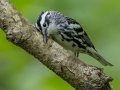 Black-and-white Warbler - Gatling Point Rec Area (36.5575,-87.9038), Stewart, Tennessee, 4/29/2025