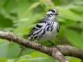 Black-and-white Warbler - Gatling Point Rec Area (36.5575,-87.9038), Stewart, Tennessee, 4/29/2025