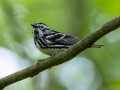 Black-and-white Warbler - Gatling Point Rec Area (36.5575,-87.9038), Stewart, Tennessee, 4/29/2025
