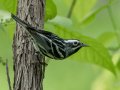Black-and-white Warbler - Gatling Point Rec Area (36.5575,-87.9038), Stewart, Tennessee, 4/29/2025