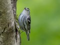 Black-and-white Warbler - Gatling Point Rec Area (36.5575,-87.9038), Stewart, Tennessee, 4/29/2025