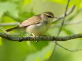Swainson's Warbler - Gatling Point Rec Area (36.5575,-87.9038), Stewart, Tennessee, 5/6/2025