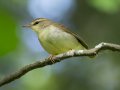 Swainson's Warbler - Gatling Point Rec Area (36.5575,-87.9038), Stewart, Tennessee, 5/6/2025