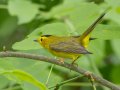 Wilson's Warbler - Gatling Point Rec Area (36.5575,-87.9038), Stewart, Tennessee, 5/7/2025