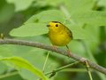 Wilson's Warbler - Gatling Point Rec Area (36.5575,-87.9038), Stewart, Tennessee, 5/7/2025