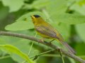 Wilson's Warbler - Gatling Point Rec Area (36.5575,-87.9038), Stewart, Tennessee, 5/7/2025