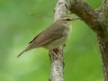 Swainson's Warbler - Gatling Point Rec Area (36.5575,-87.9038), Stewart, Tennessee, 5/7/2025