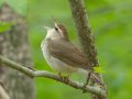 Swainson's Warbler - Gatling Point Rec Area (36.5575,-87.9038), Stewart, Tennessee, 5/7/2025