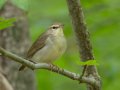 Swainson's Warbler - Gatling Point Rec Area (36.5575,-87.9038), Stewart, Tennessee, 5/7/2025