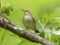 Swainson's Warbler - Gatling Point Rec Area (36.5575,-87.9038), Stewart, Tennessee, 5/7/2025
