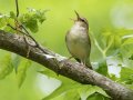 Swainson's Warbler - Gatling Point Rec Area (36.5575,-87.9038), Stewart, Tennessee, 5/7/2025