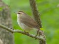 Swainson's Warbler - Gatling Point Rec Area (36.5575,-87.9038), Stewart, Tennessee, 5/7/2025