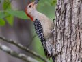 Red-bellied Woodpecker - Gatling Point Rec Area (36.5575,-87.9038), Stewart, Tennessee, 5/7/2025