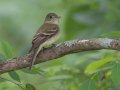 Acadian Flycatcher - Gatling Point Rec Area (36.5575,-87.9038), Stewart, Tennessee, 5/7/2025