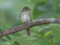 Acadian Flycatcher - Gatling Point Rec Area (36.5575,-87.9038), Stewart, Tennessee, 5/7/2025