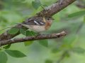 Bay-breasted Warbler - Gatling Point Rec Area (36.5575,-87.9038), Stewart, Tennessee, 5/7/2025