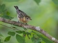Bay-breasted Warbler - Gatling Point Rec Area (36.5575,-87.9038), Stewart, Tennessee, 5/7/2025